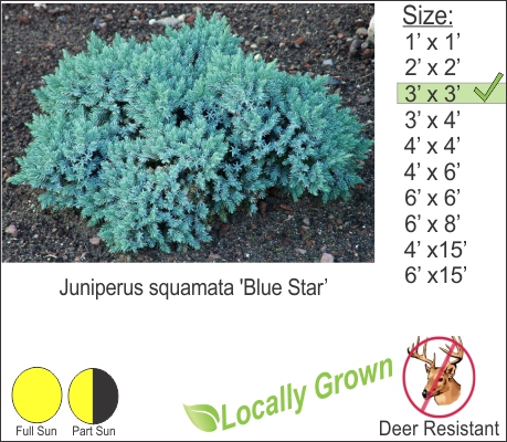 Blue Star Juniper – Juniperus squamata ‘Blue Star’