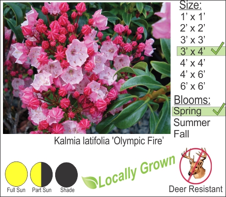 Kalmia latifolia 'Olympic Fire’