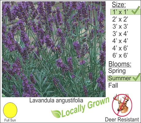 Lavender – Lavandula angustifolia
