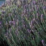Garden Center, Nursery, New Paltz, Wallkill, Gardiner, Highland, Rosendale