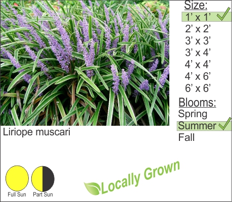 Lily Turf – Liriope muscari