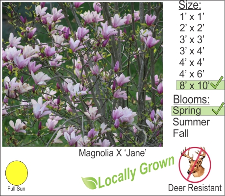 Jane Magnolia