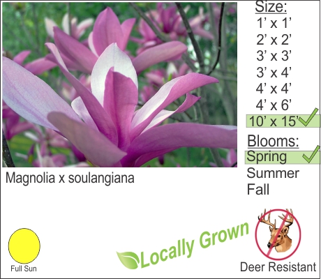 Saucer Magnolia – Magnolia x soulangiana