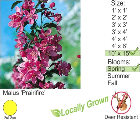 Prairie Fire Carbapple – Malus ‘Prairifire’