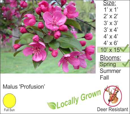 Profusion Crabapple – Malus ‘Profusion’