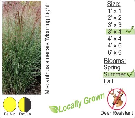 Morning Light Maiden Hair Grass – Miscanthus sinensis ‘Morning Light’