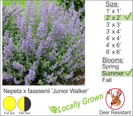 Junior Walker Catmint – Nepeta x faassenii ‘Junior Walker’