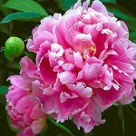 Landscape Flower Garden Design in the Hudson Valley