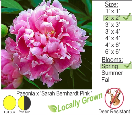 Peony Sarah Bernhardt – Paeonia x ‘Sarah Bernhardt Pink ’