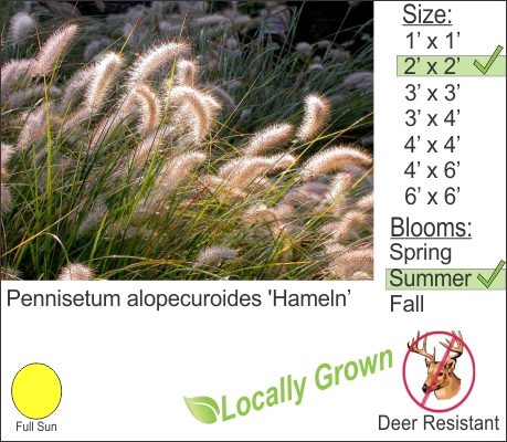 Dwarf Fountain Grass – Pennisetum alopecuroides ‘Hameln’