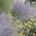 planting service, landscape design