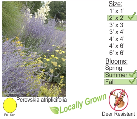 Russian Sage – Perovskia atriplicifolia