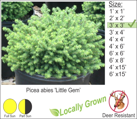 Little Gem Spruce – Picea abies ‘Little Gem’