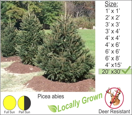 Norway Spruce – Picea abies