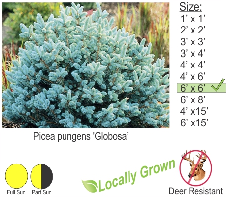 Globe Blue Spruce – Picea pungens ‘Globosa’