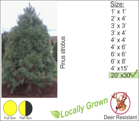 White Pine – Pinus strobus