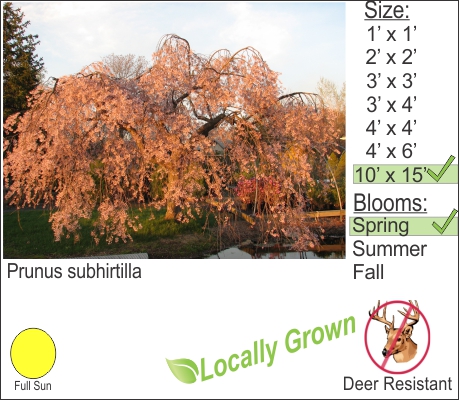 Weeping Cherry – Prunus subhirtella ‘Pendula’