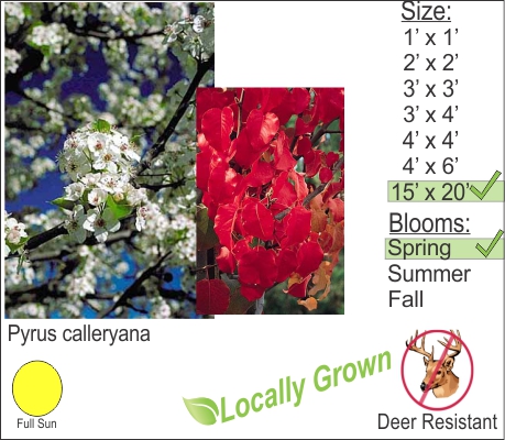 Flowering Pear – Pyrus calleryana
