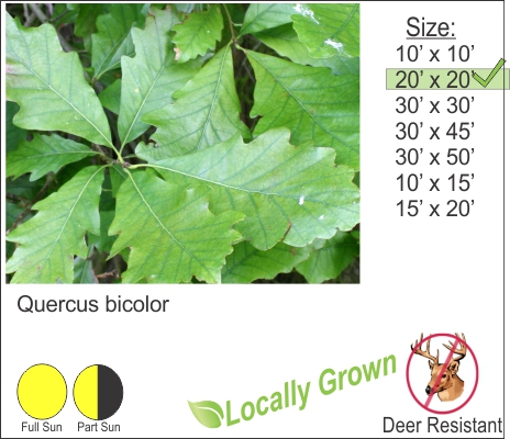 Swamp White Oak – Quercus bicolor