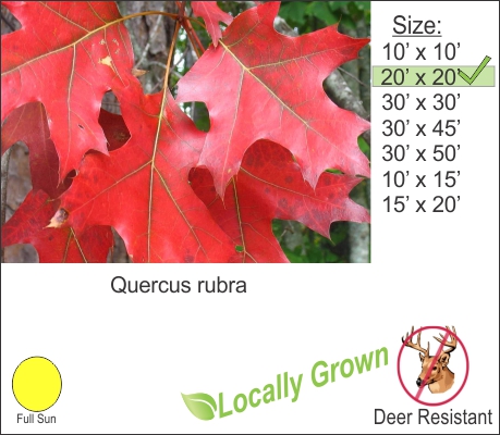 Red Oak Tree – Quercus rubra