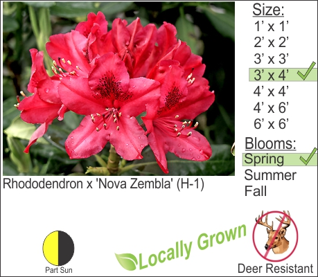 Rhododendron x 'Nova Zembla' (H-1)