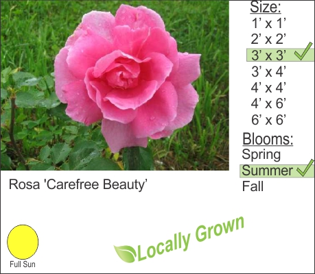 Rosa 'Carefree Beauty’