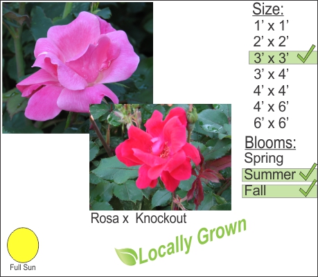Rosa x Knockout