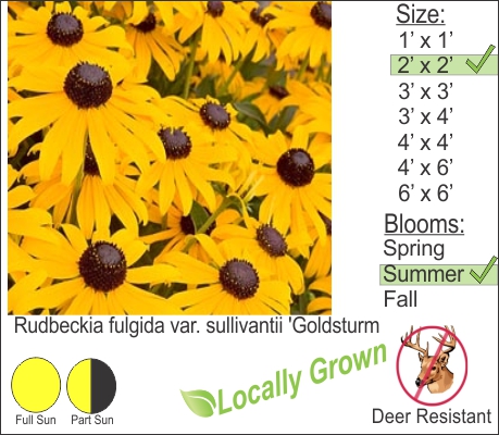 Black Eyed Susan – Rudbeckia fulgida var. sullivantii ‘Goldsturm’