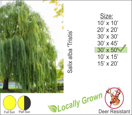 Weeping Willow – Salix alba ‘Tristis’