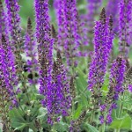 Nursery, garden center Location, New Paltz, NY, 12561