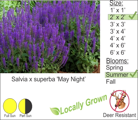 May Night Sage – Salvia x superba ‘May Night’