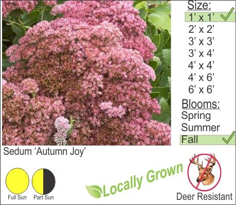 Autumn Joy Stone Crop – Sedum ‘Autumn Joy’