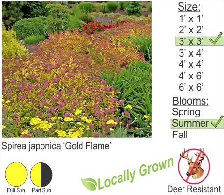 Spirea japonica ‘Gold Flame’