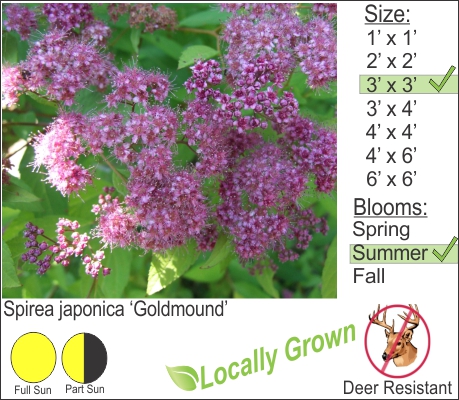 Spirea japonica ‘Goldmound’