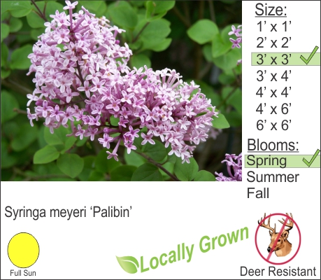 Syringa meyeri ‘Palibin’