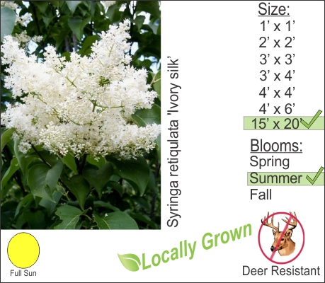 Ivory Silk Tree Lilac – Syringa retiqulata ‘Ivory silk’