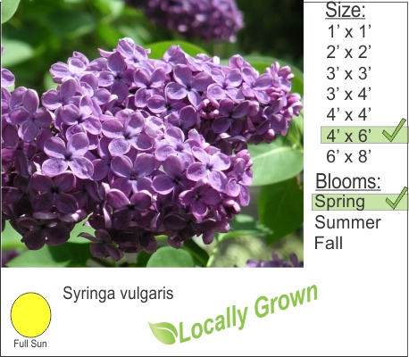 Syringa vulgaris