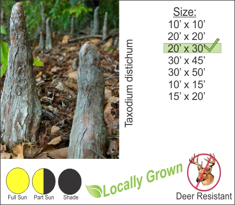 Bald Cypress – Taxodium distichum