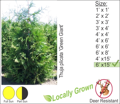 Green Giant Arborvitae – Thuja plicata ‘Green Giant’