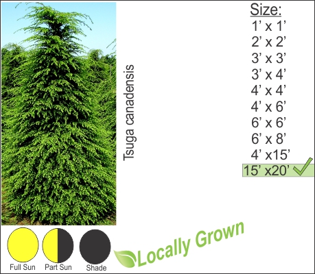 Canadian Hemlock – Tsuga canadensis