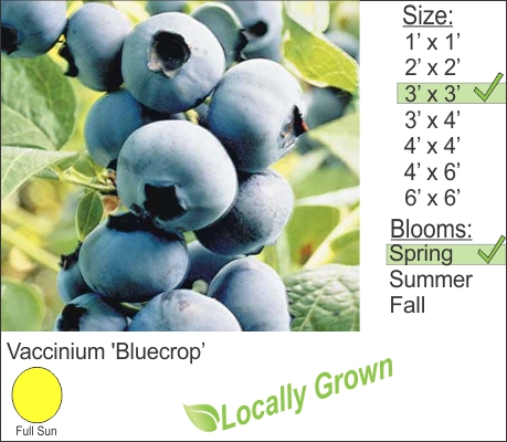 Vaccinium 'Bluecrop’
