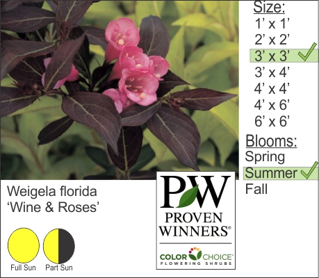 Weigela florida 'Wine and Roses'
