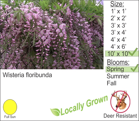 Wisteria floribunda