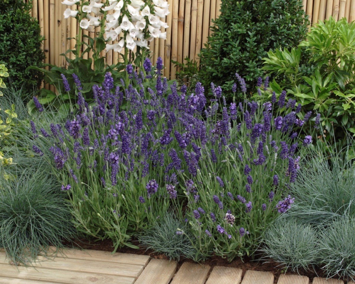 Perennials & Grasses