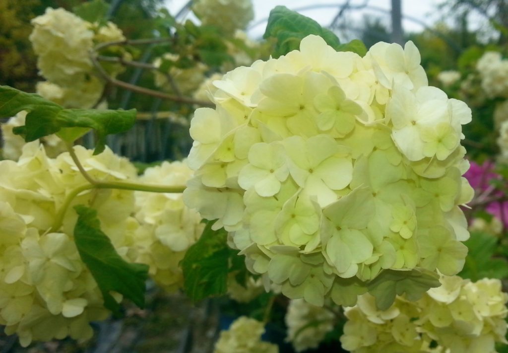 Snow Ball Viburnum