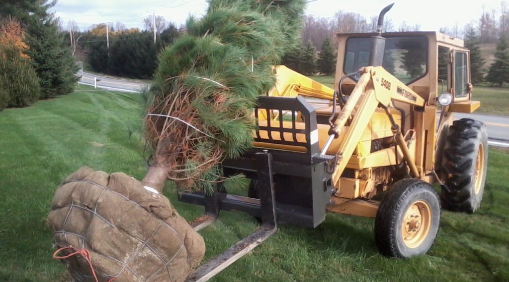 Spruce and Pine Tree Privacy Screening
