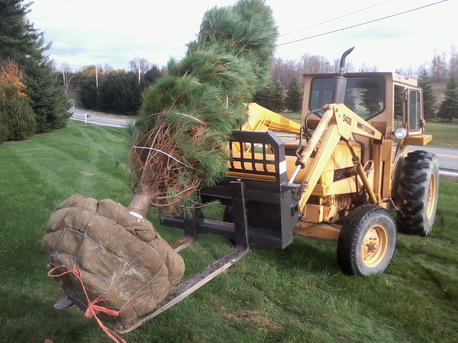 Large evergreen whit pines installed by Techmer Nursery located in New Paltz, NY