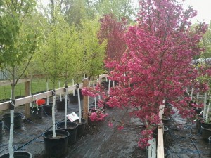 Local Garden Center in New Paltz NY Techmer Nursery Flowering Crabapple