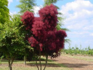 Royal Purple Smoke Tree sold at Techmer Garden Center New Paltz, NY