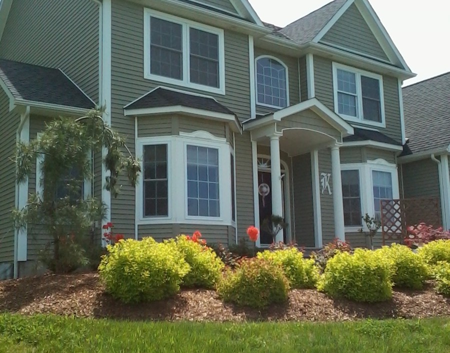 Weeping White Pine with goldmound spirea front yard landscaping